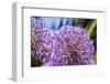 Allium Giganteum-alexmisu-Framed Photographic Print