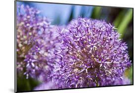 Allium Giganteum-alexmisu-Mounted Photographic Print