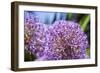 Allium Giganteum-alexmisu-Framed Photographic Print