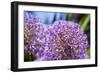 Allium Giganteum-alexmisu-Framed Photographic Print