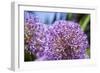 Allium Giganteum-alexmisu-Framed Photographic Print