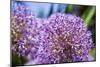 Allium Giganteum-alexmisu-Mounted Photographic Print