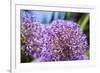 Allium Giganteum-alexmisu-Framed Photographic Print