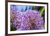 Allium Giganteum-alexmisu-Framed Photographic Print