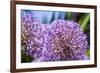 Allium Giganteum-alexmisu-Framed Photographic Print