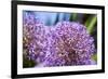 Allium Giganteum-alexmisu-Framed Photographic Print