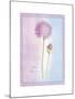 Allium Giganteum-Nicola Rabbett-Mounted Art Print