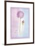 Allium Giganteum-Nicola Rabbett-Framed Art Print