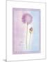 Allium Giganteum-Nicola Rabbett-Mounted Art Print