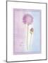 Allium Giganteum-Nicola Rabbett-Mounted Art Print