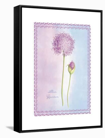 Allium Giganteum-Nicola Rabbett-Framed Stretched Canvas