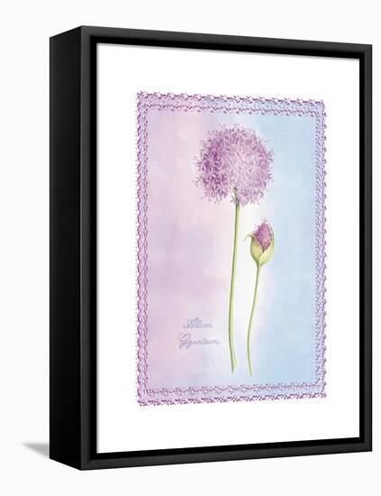 Allium Giganteum-Nicola Rabbett-Framed Stretched Canvas