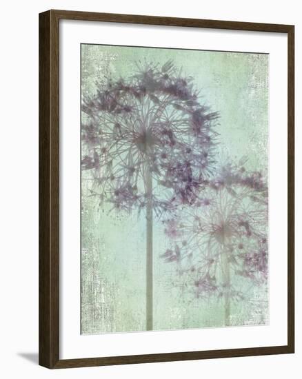 Allium Globe Master-Judy Stalus-Framed Photographic Print