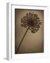 Allium I-Heather Jacks-Framed Giclee Print