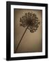 Allium I-Heather Jacks-Framed Giclee Print