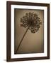 Allium I-Heather Jacks-Framed Giclee Print