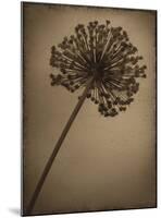 Allium I-Heather Jacks-Mounted Giclee Print