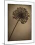Allium I-Heather Jacks-Mounted Giclee Print