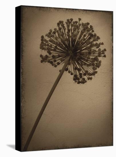 Allium I-Heather Jacks-Stretched Canvas