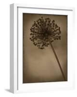 Allium II-Heather Jacks-Framed Giclee Print