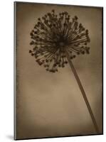 Allium II-Heather Jacks-Mounted Giclee Print