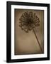 Allium II-Heather Jacks-Framed Giclee Print