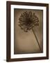 Allium II-Heather Jacks-Framed Giclee Print