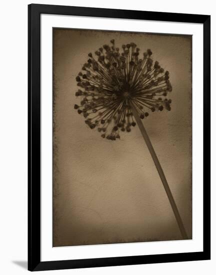 Allium II-Heather Jacks-Framed Giclee Print