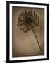 Allium II-Heather Jacks-Framed Giclee Print