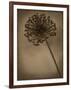 Allium II-Heather Jacks-Framed Giclee Print