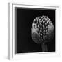 Allium II-null-Framed Photographic Print
