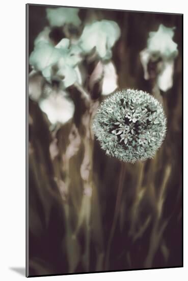Allium Mint-Mindy Sommers-Mounted Giclee Print