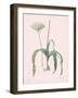 Allium Nigrum - Rose-Pierre Joseph Redoute-Framed Giclee Print