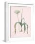 Allium Nigrum - Rose-Pierre Joseph Redoute-Framed Giclee Print