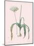 Allium Nigrum - Rose-Pierre Joseph Redoute-Mounted Giclee Print