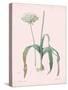 Allium Nigrum - Rose-Pierre Joseph Redoute-Stretched Canvas