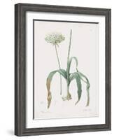 Allium Nigrum-Pierre Joseph Redoute-Framed Giclee Print