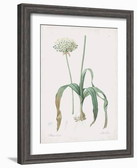 Allium Nigrum-Pierre Joseph Redoute-Framed Giclee Print