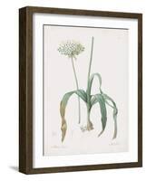 Allium Nigrum-Pierre Joseph Redoute-Framed Giclee Print