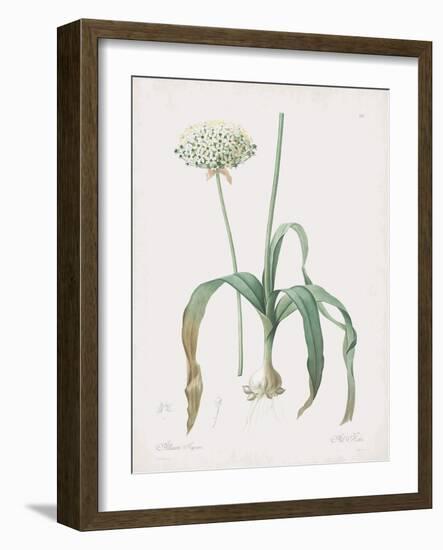 Allium Nigrum-Pierre Joseph Redoute-Framed Giclee Print