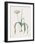 Allium Nigrum-Pierre Joseph Redoute-Framed Giclee Print