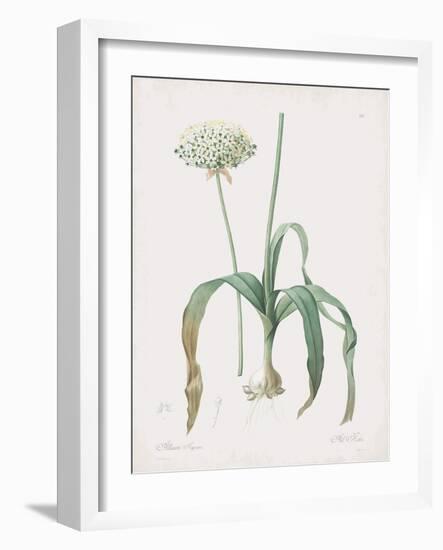 Allium Nigrum-Pierre Joseph Redoute-Framed Giclee Print