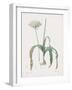 Allium Nigrum-Pierre Joseph Redoute-Framed Giclee Print