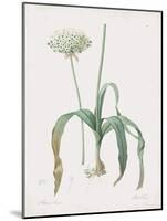 Allium Nigrum-Pierre Joseph Redoute-Mounted Giclee Print