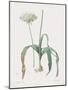 Allium Nigrum-Pierre Joseph Redoute-Mounted Giclee Print