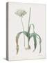 Allium Nigrum-Pierre Joseph Redoute-Stretched Canvas