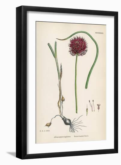 Allium-Round Head Garlic-John Edward Sowerby-Framed Art Print