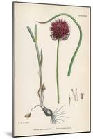 Allium-Round Head Garlic-John Edward Sowerby-Mounted Art Print