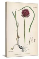 Allium-Round Head Garlic-John Edward Sowerby-Stretched Canvas