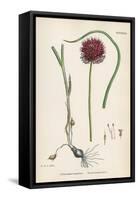 Allium-Round Head Garlic-John Edward Sowerby-Framed Stretched Canvas